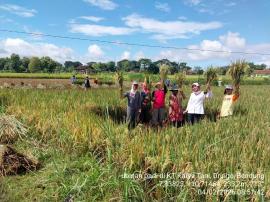 WUJUD NYATA SWASEMBADA PANGAN KELOMPOK TANI DRINGO